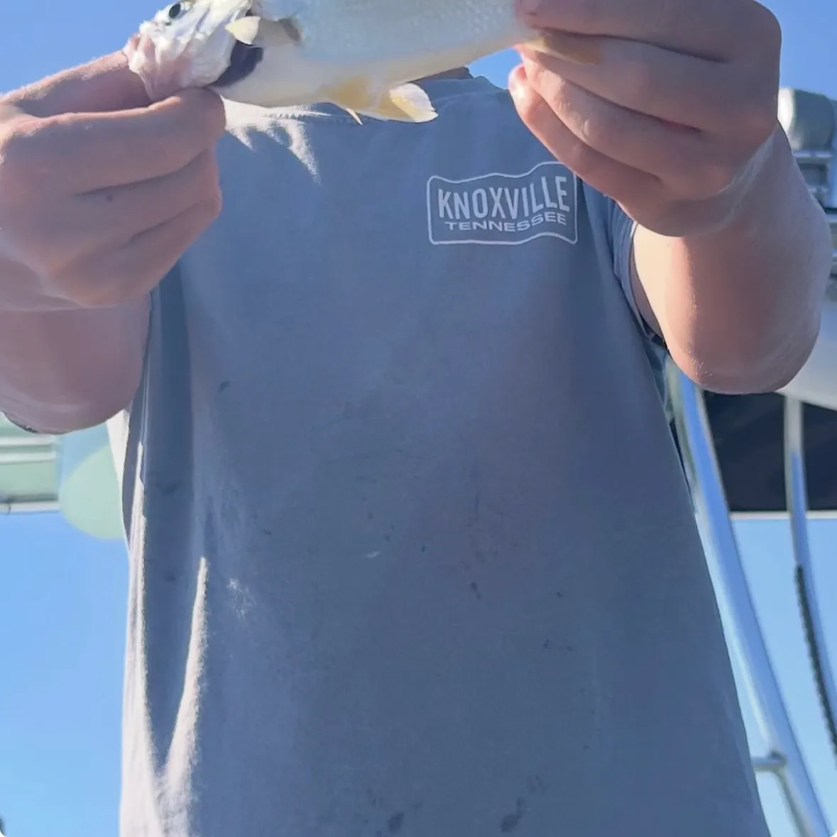 Silver perch caught on Fishbrain