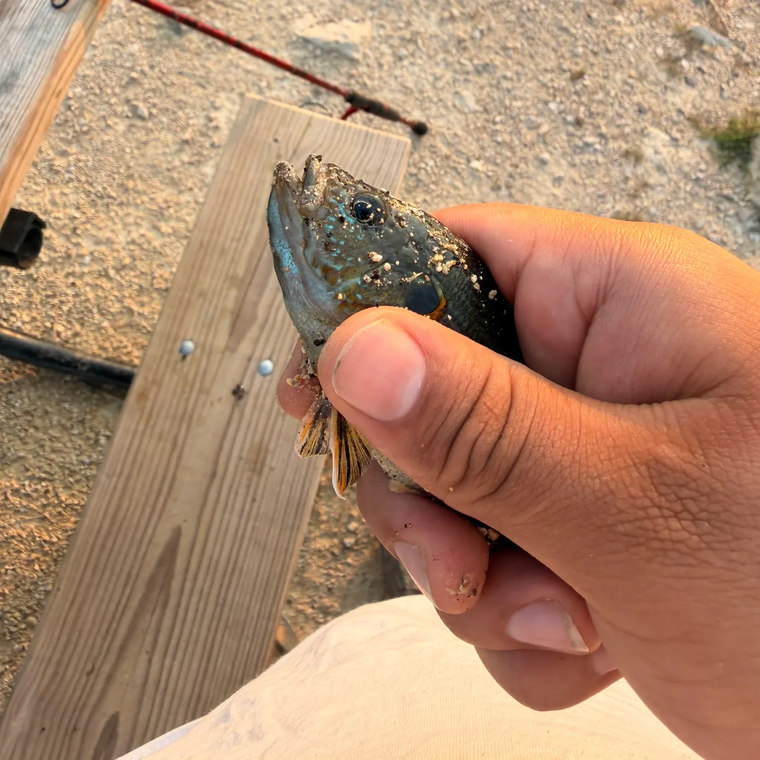 catch