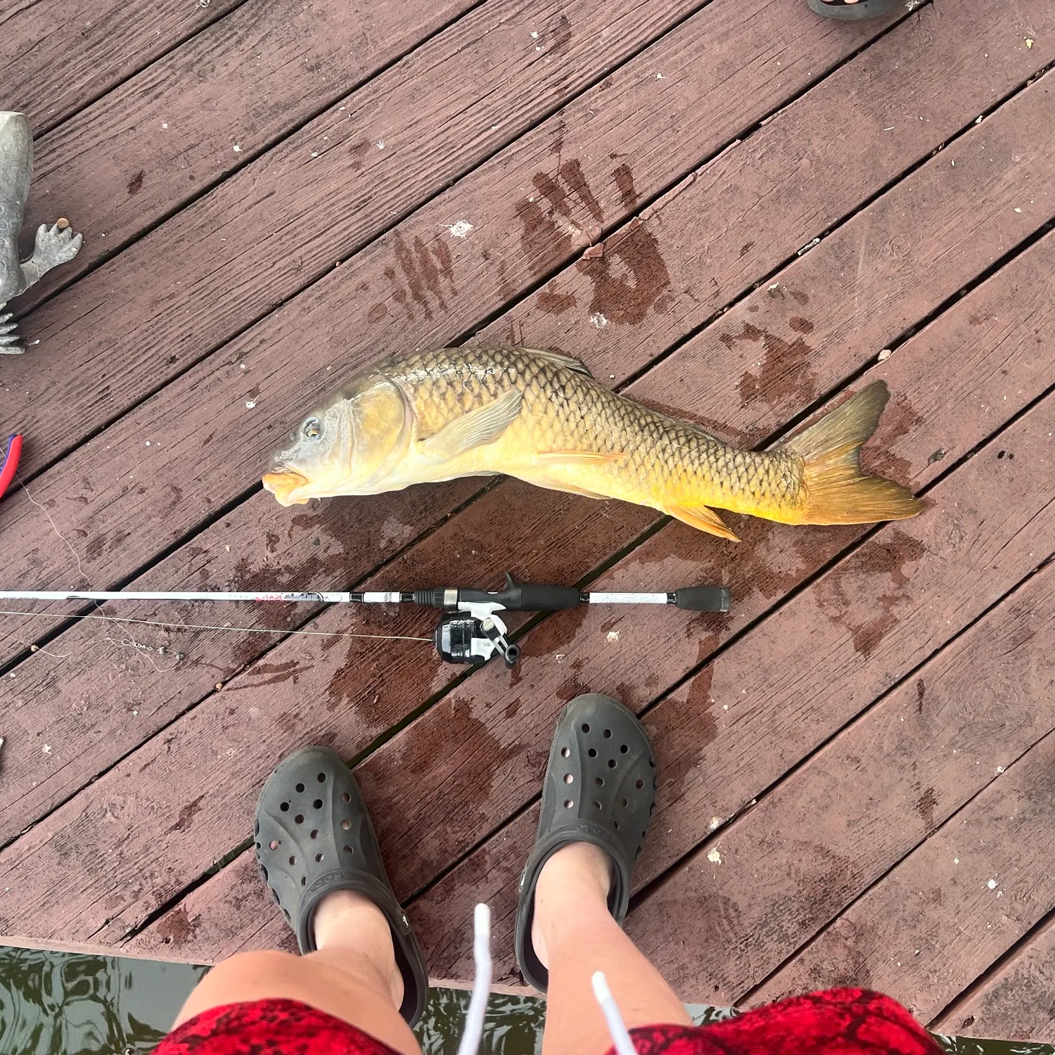 Common carp caught on Fishbrain
