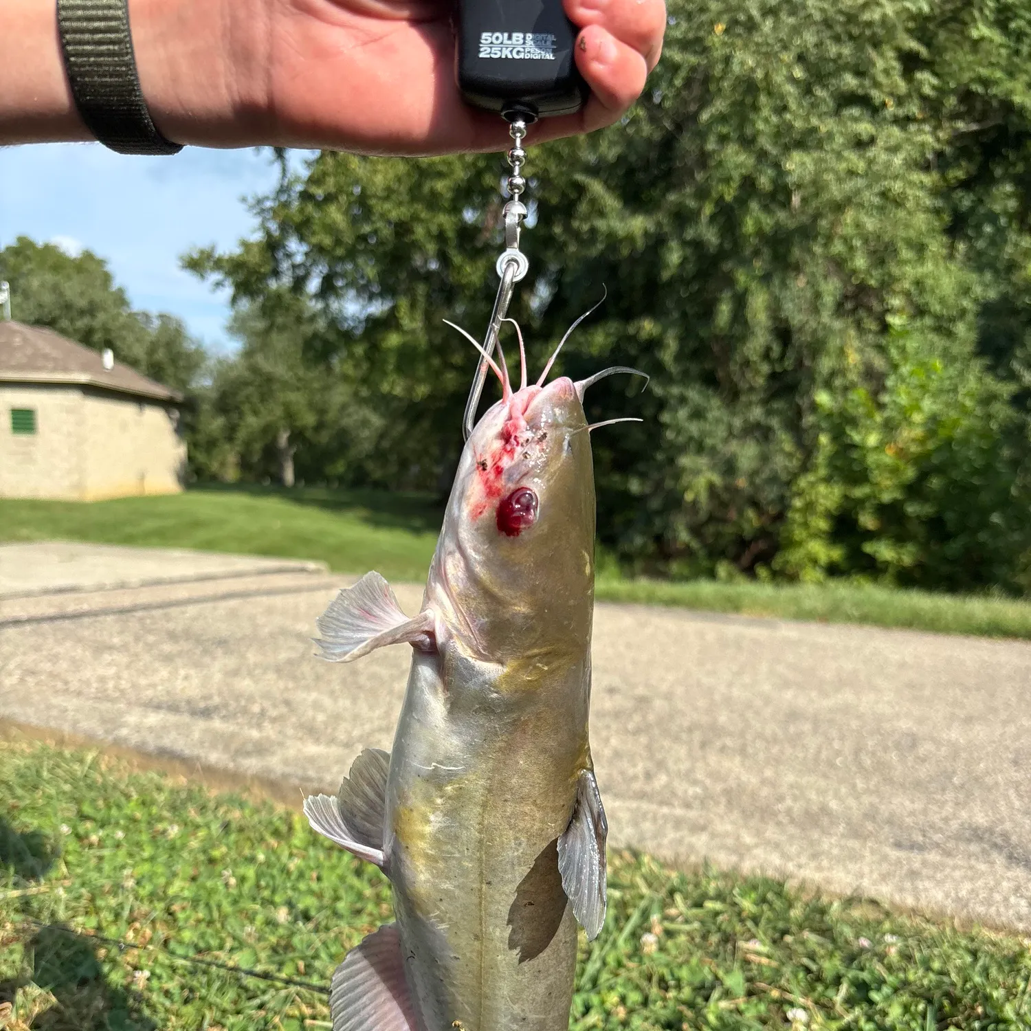 Channel catfish caught on Fishbrain