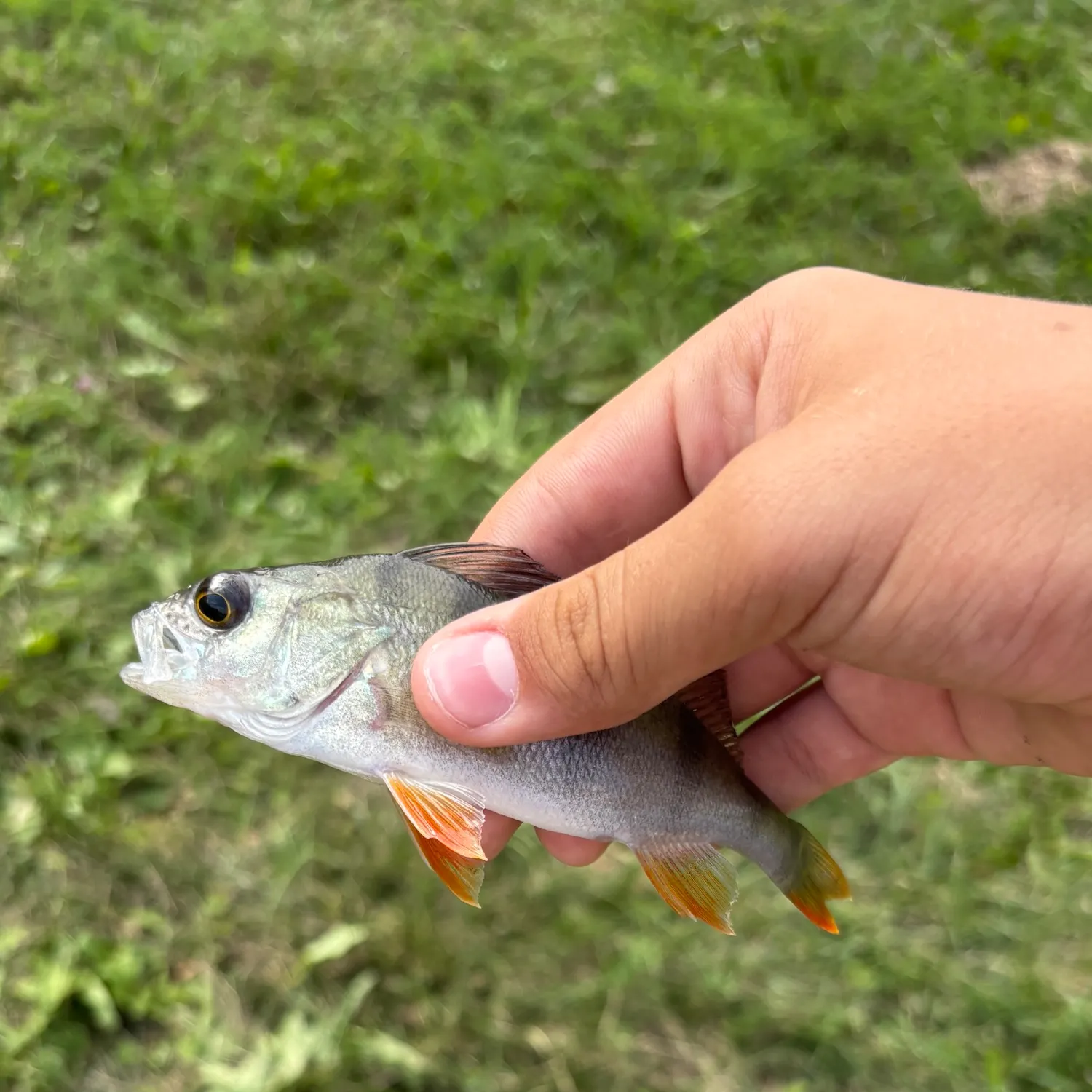 European perch caught on Fishbrain