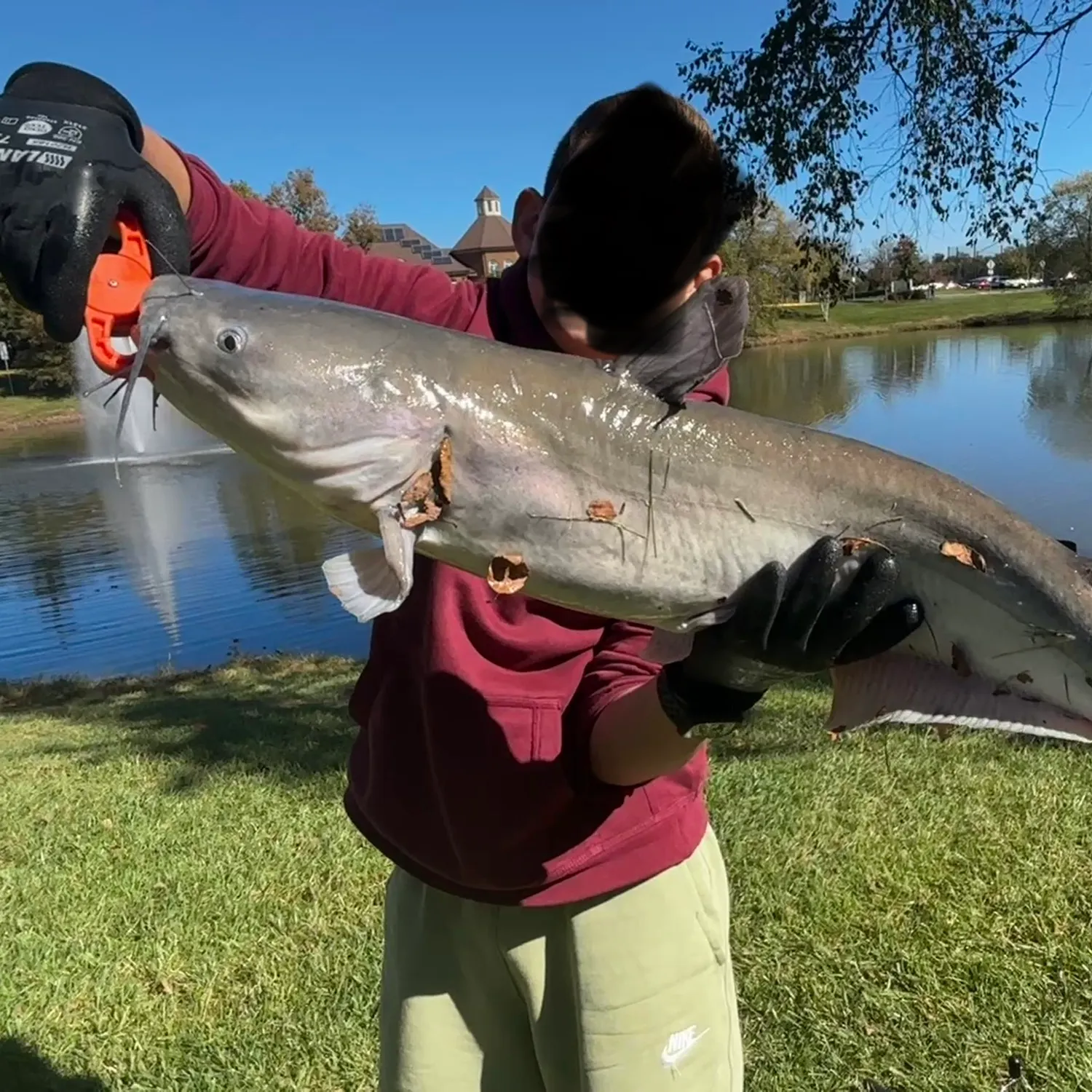 Blue catfish caught on Fishbrain