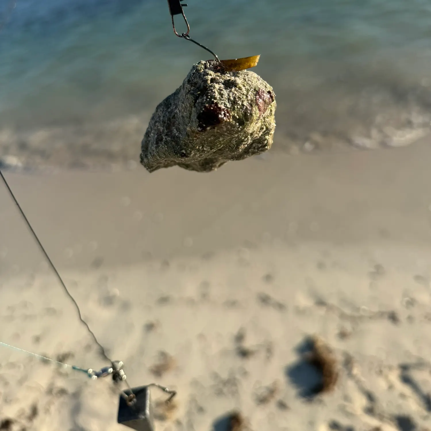 The most recent Whale shark catches on Fishbrain