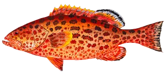 Yellowfin grouper