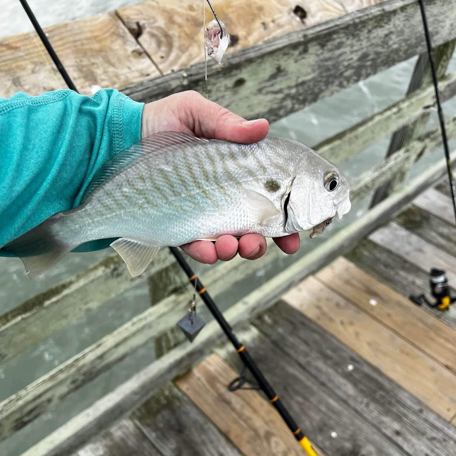 Spot croaker caught on Fishbrain