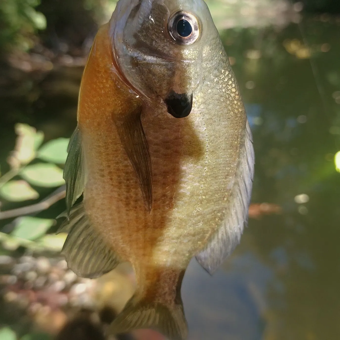 Bluegill caught on Fishbrain