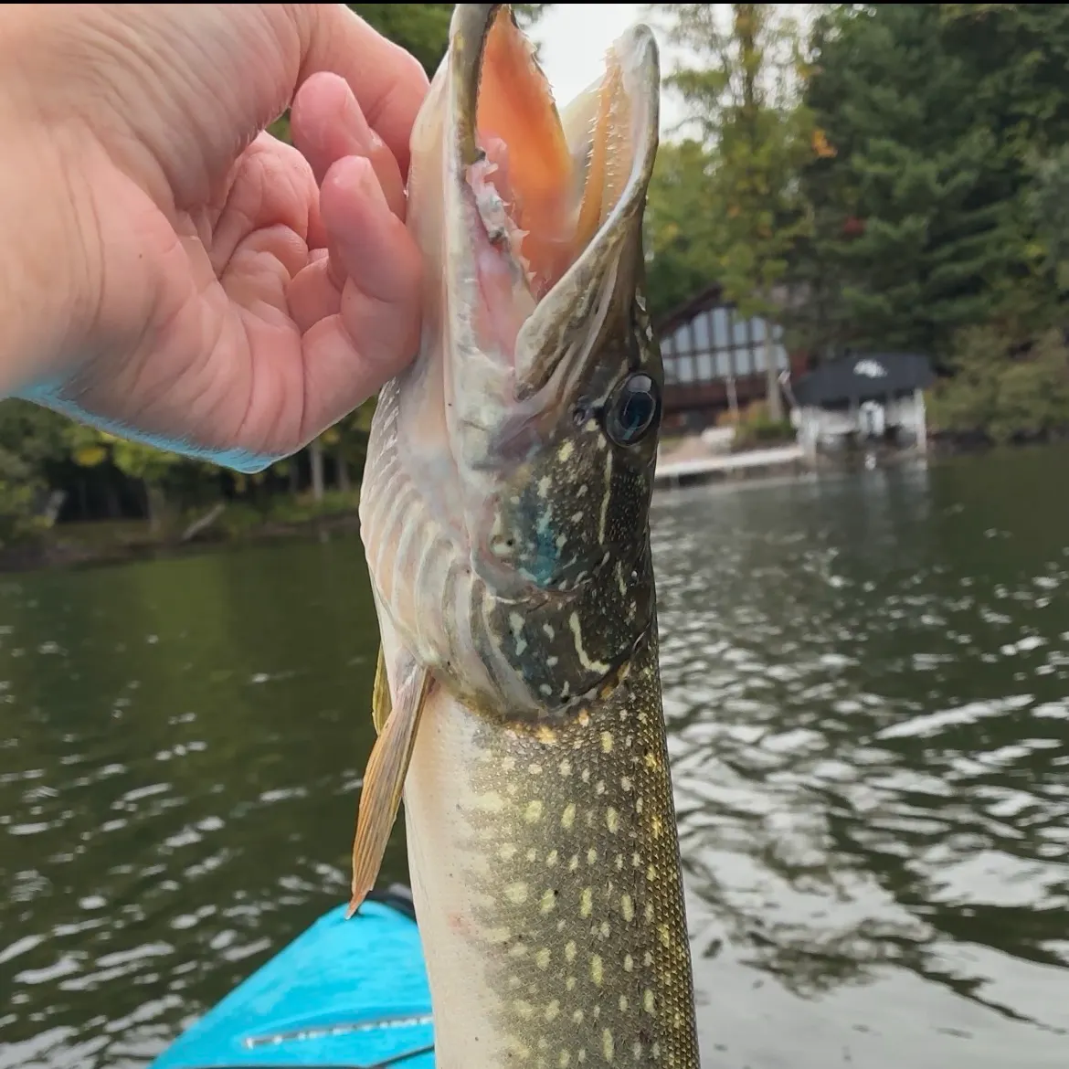Northern pike caught on Fishbrain