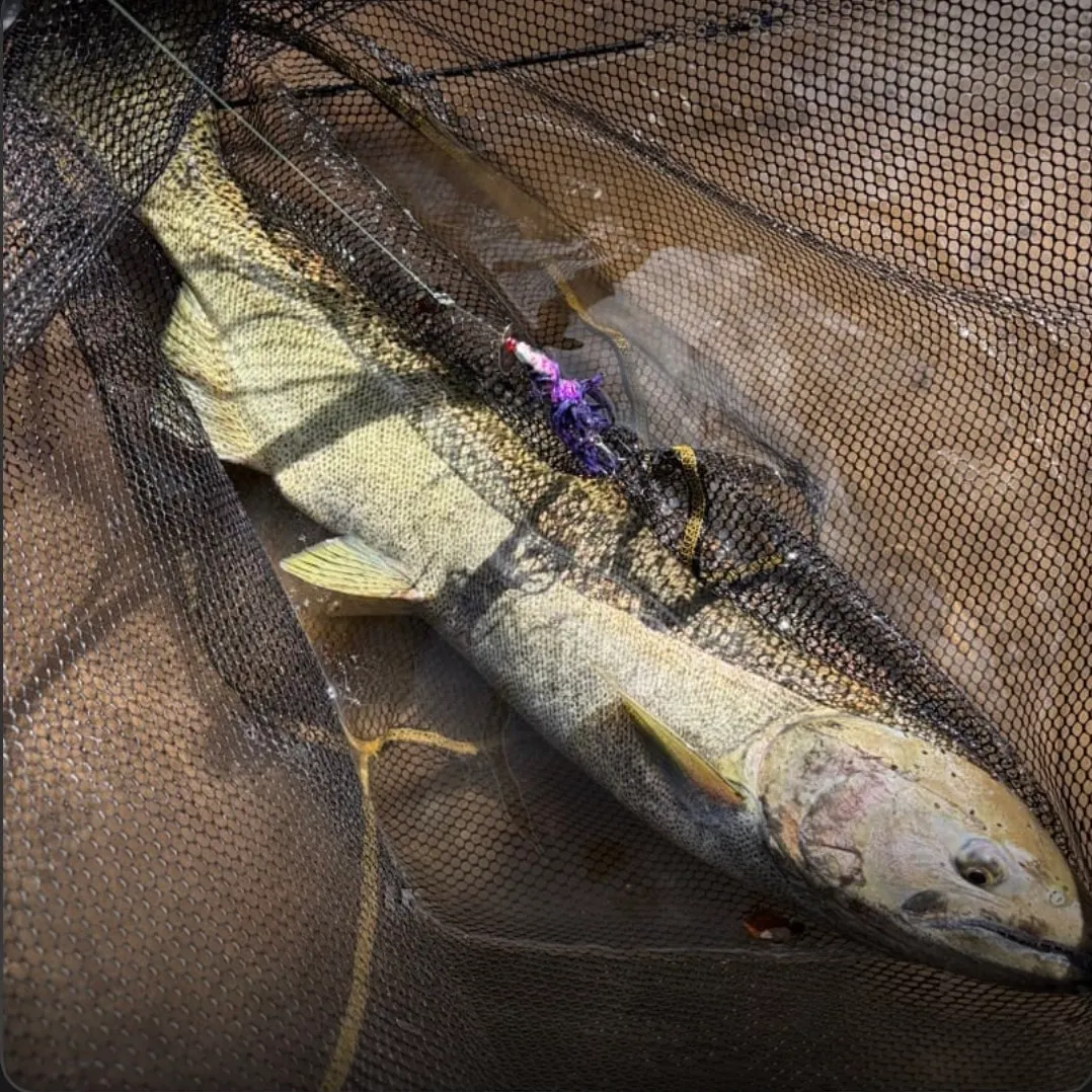 Chinook salmon caught on Fishbrain