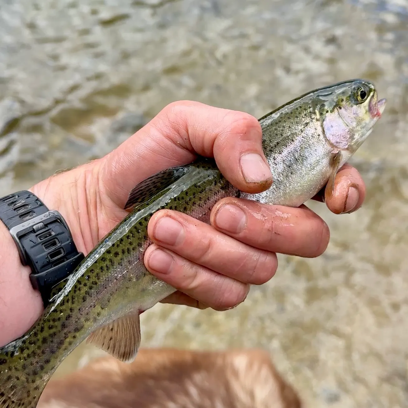 Rainbow trout caught on Fishbrain