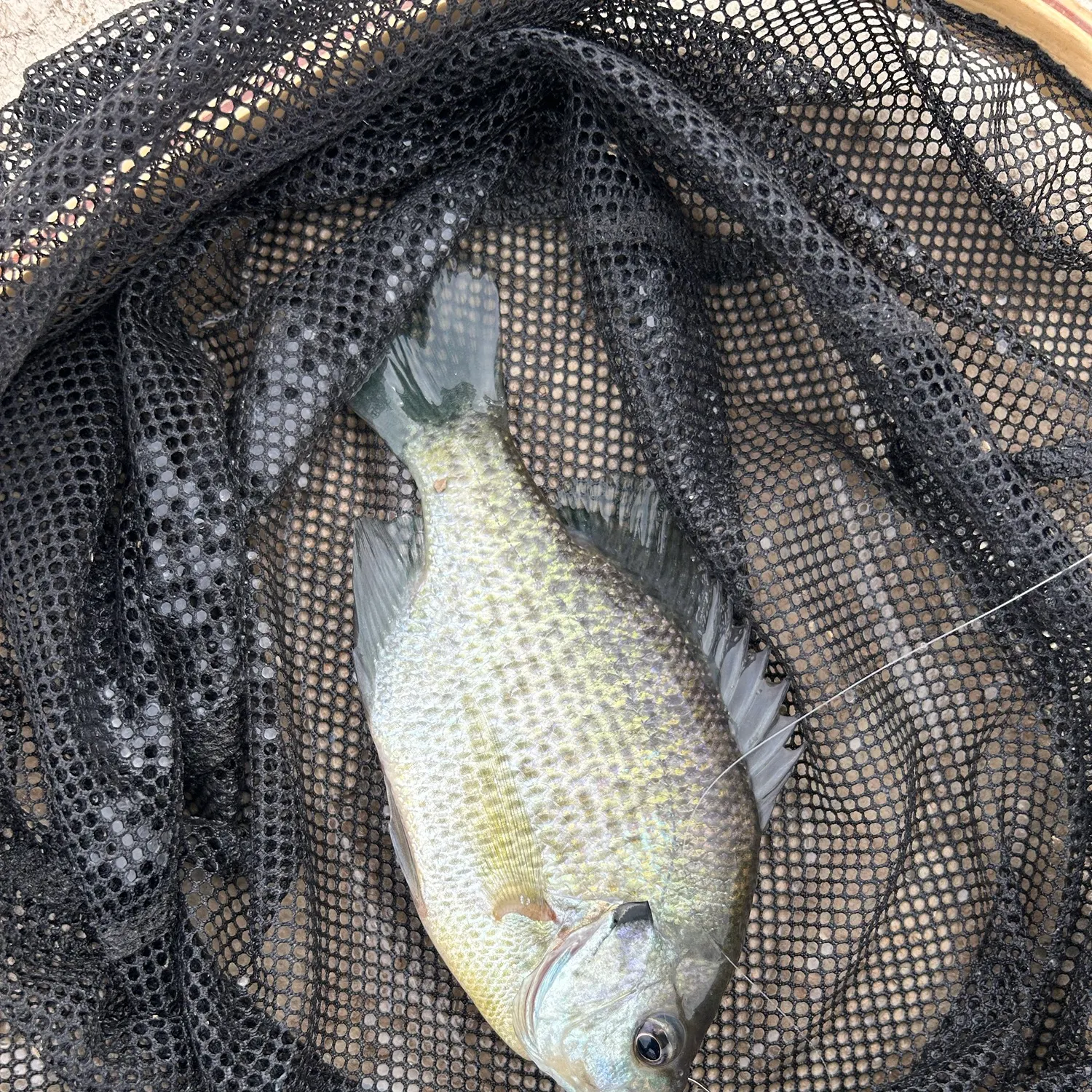 Bluegill caught on Fishbrain