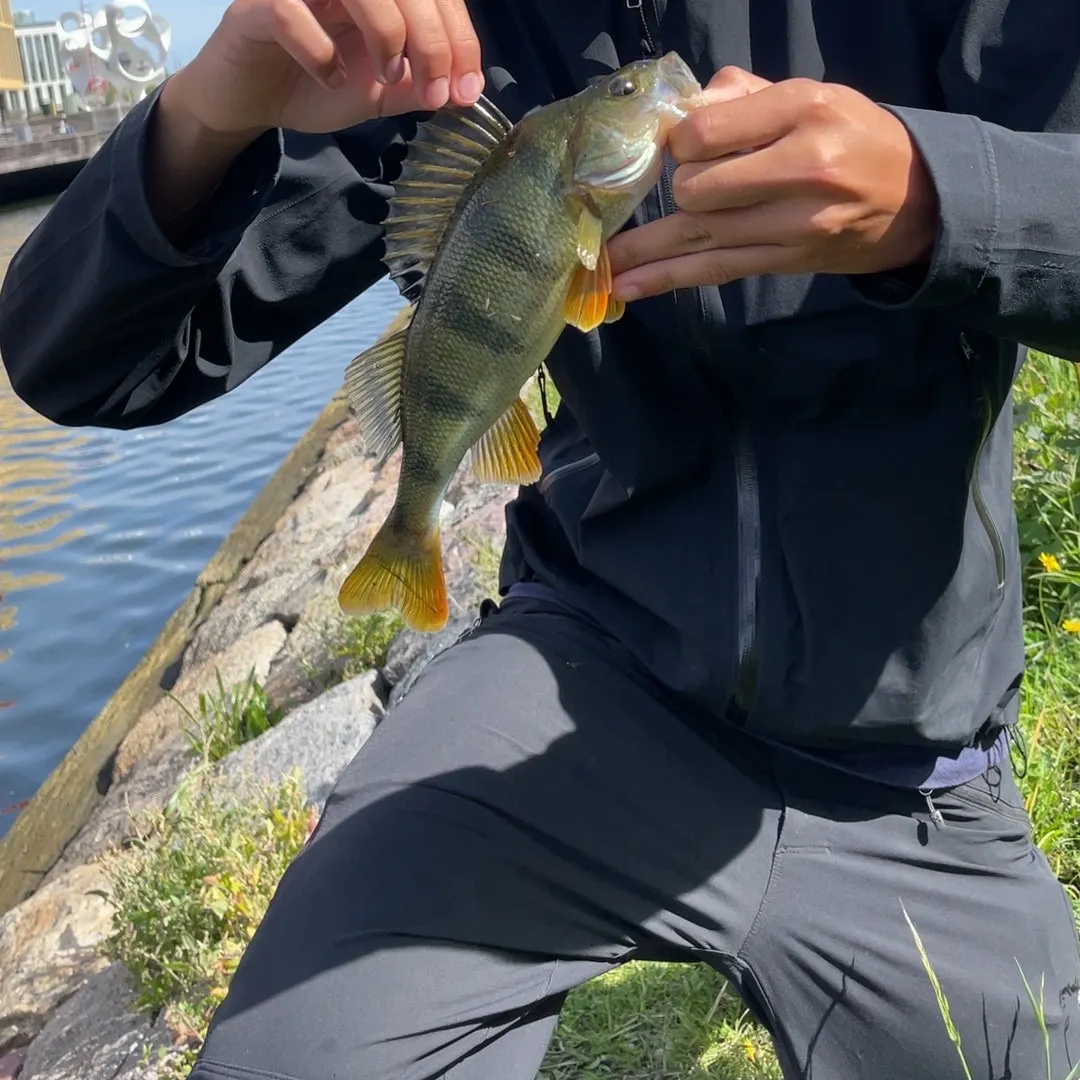 European perch caught on Fishbrain