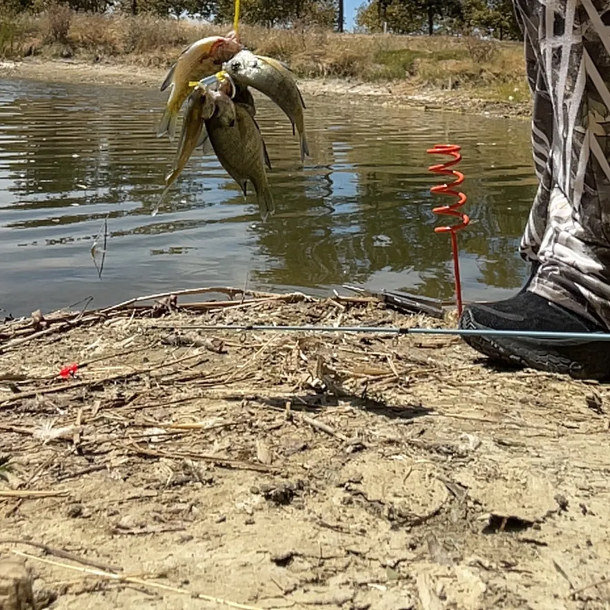 Bluegill caught on Fishbrain