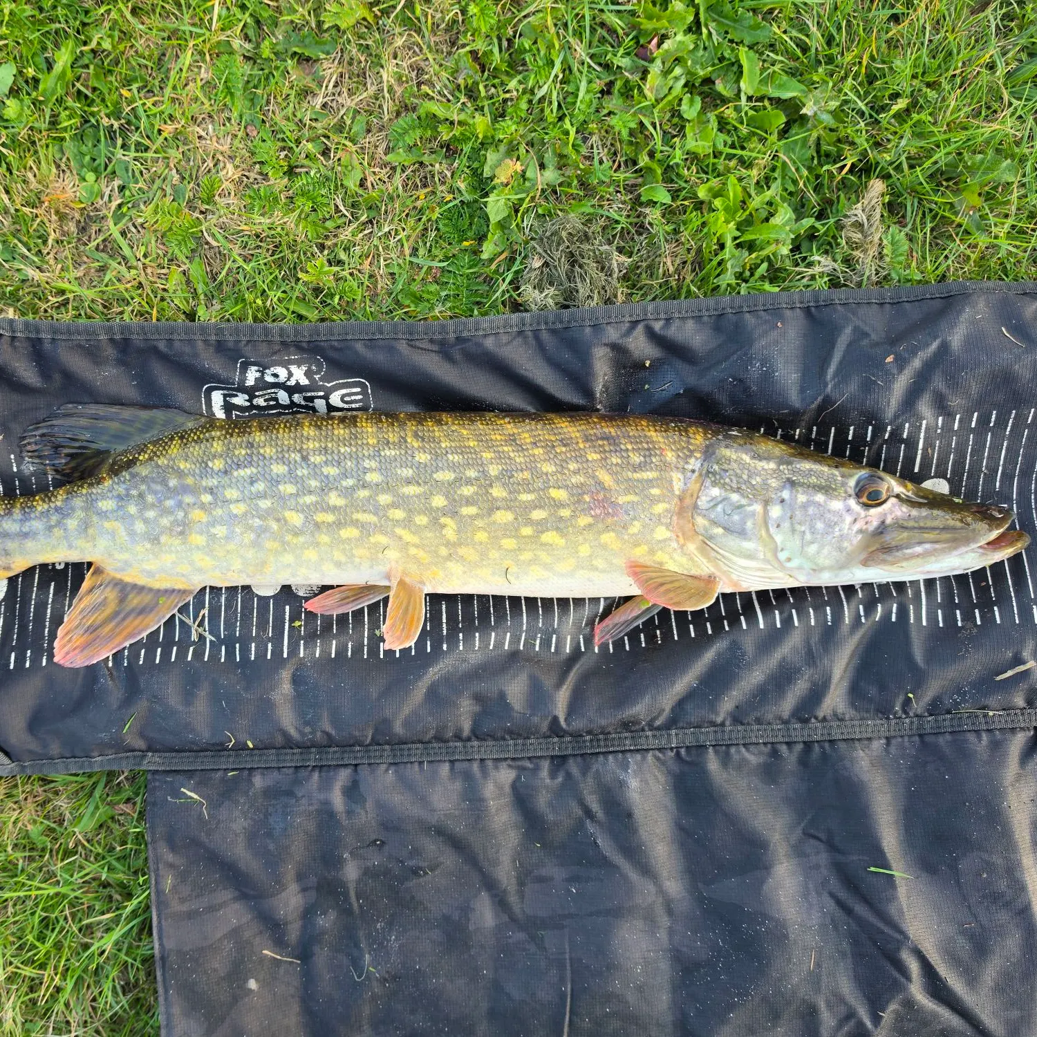 Northern pike caught on Fishbrain