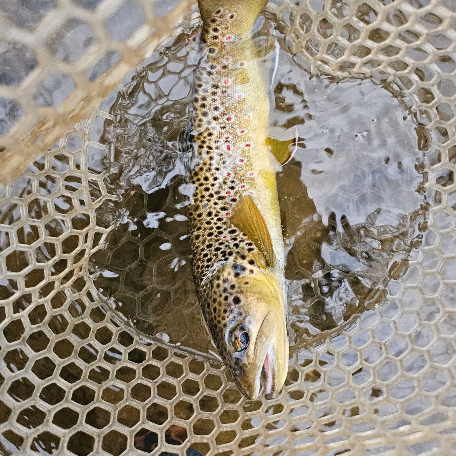 Brown trout caught on Fishbrain