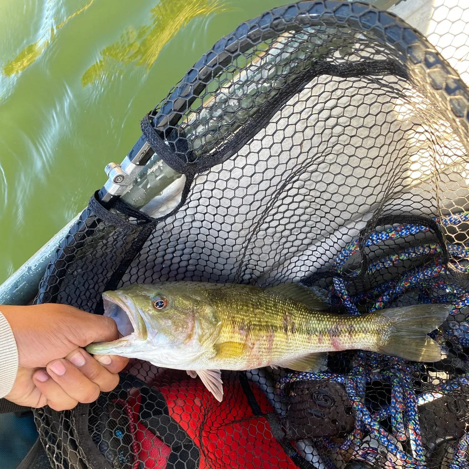 Spotted bass caught on Fishbrain
