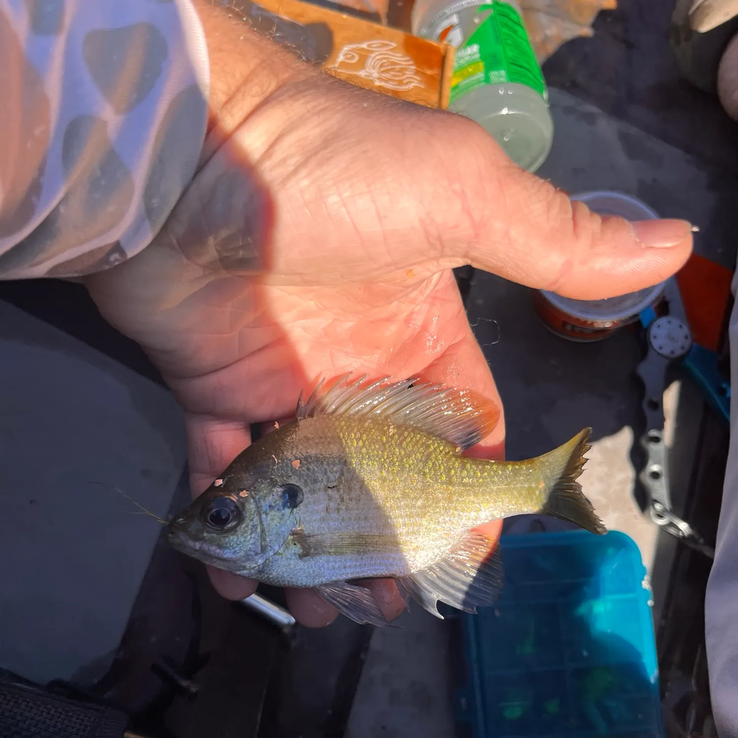 Bluegill caught on Fishbrain