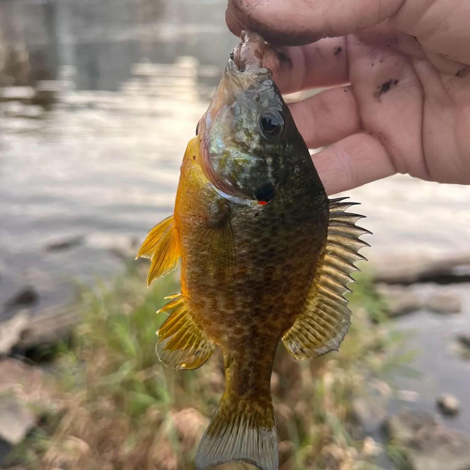Pumpkinseed caught on Fishbrain