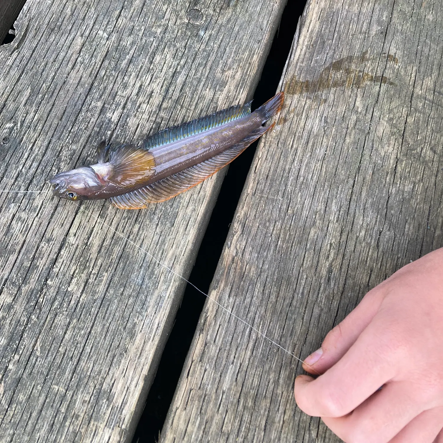 The most recent Shimofuri goby catches on Fishbrain