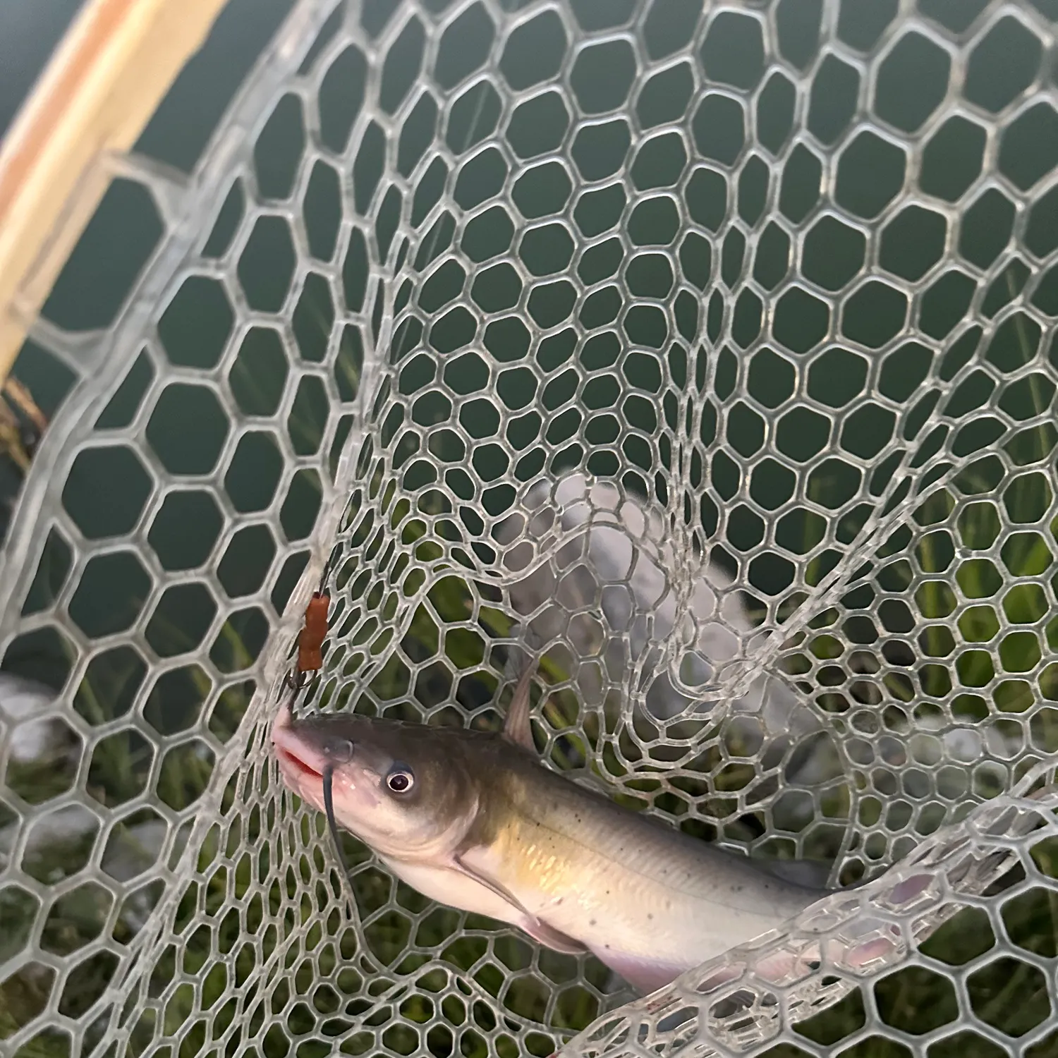 Channel catfish caught on Fishbrain