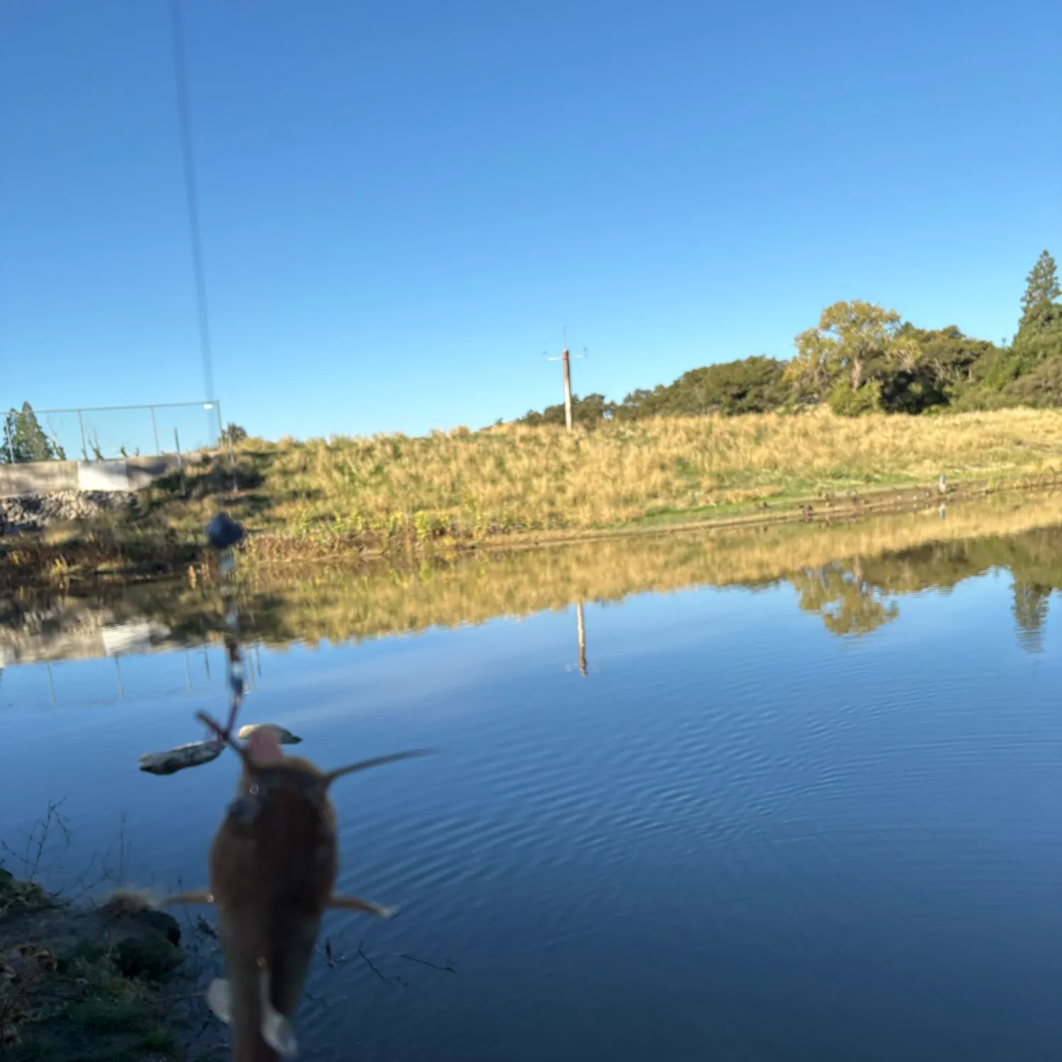 Fish caught on Fishbrain