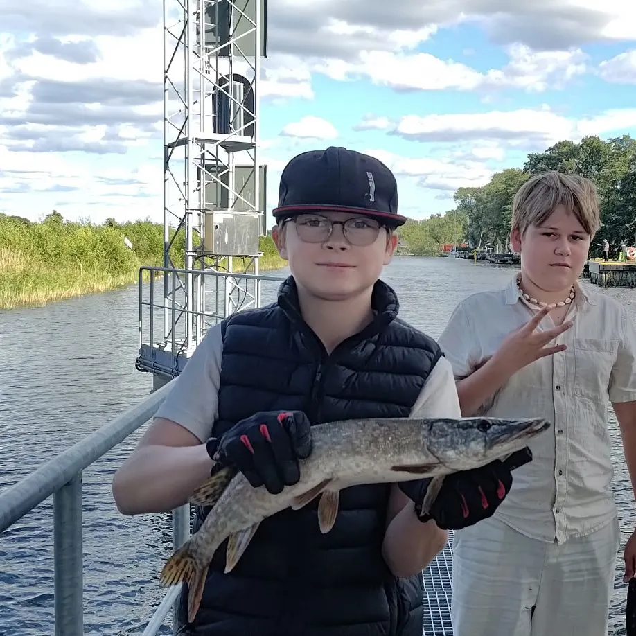 Northern pike caught on Fishbrain