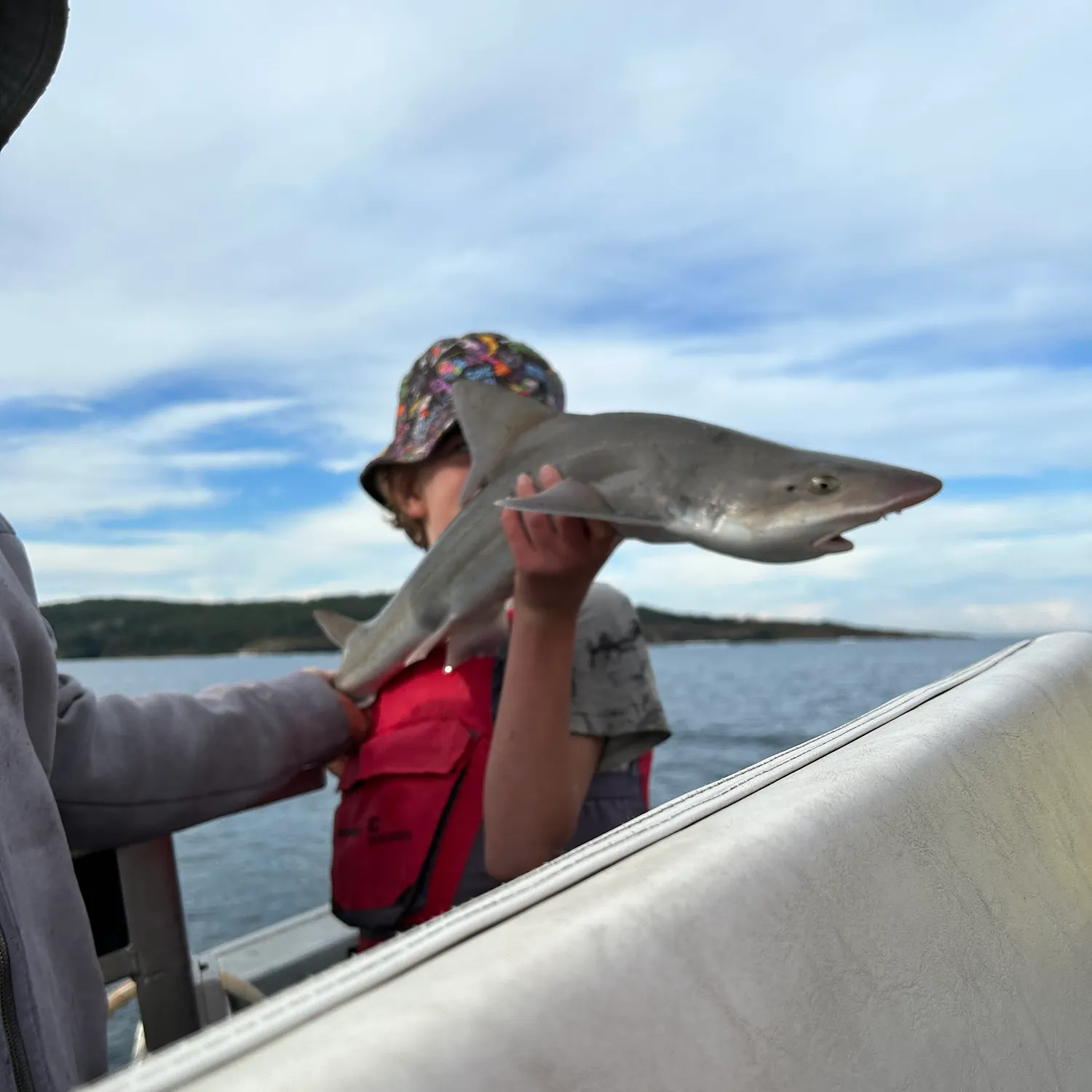The most recent Gummy shark catches on Fishbrain