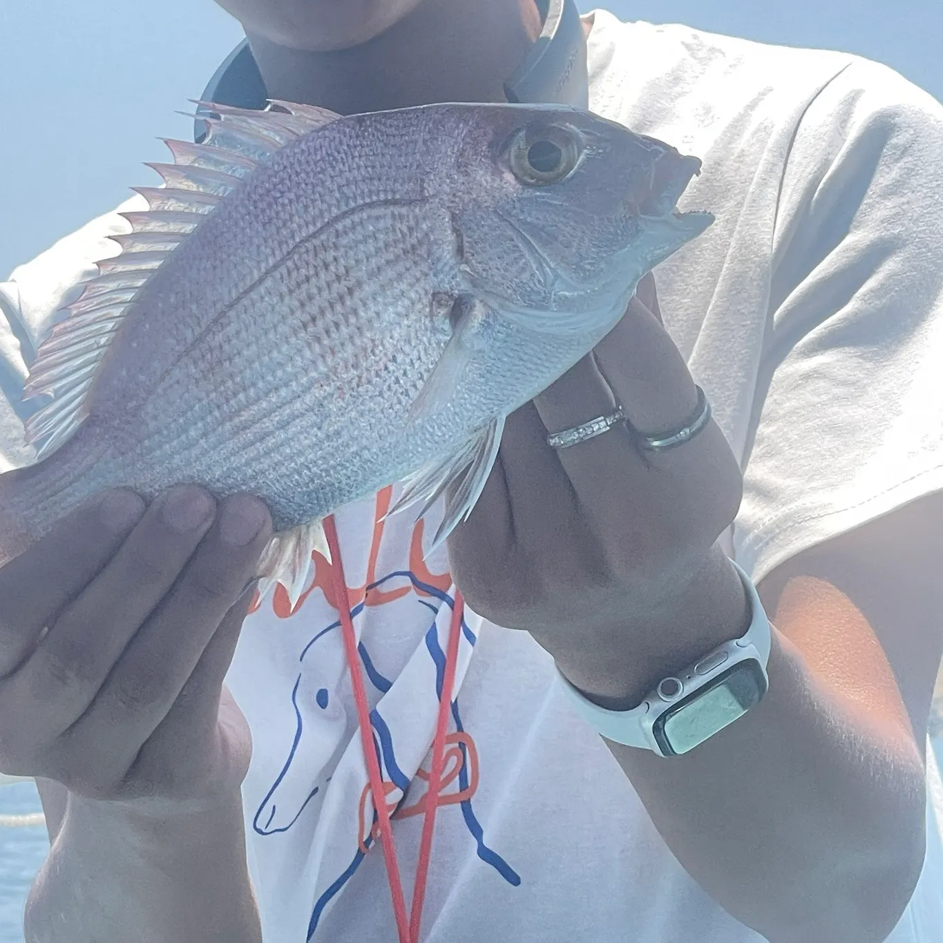 Australasian snapper caught on Fishbrain