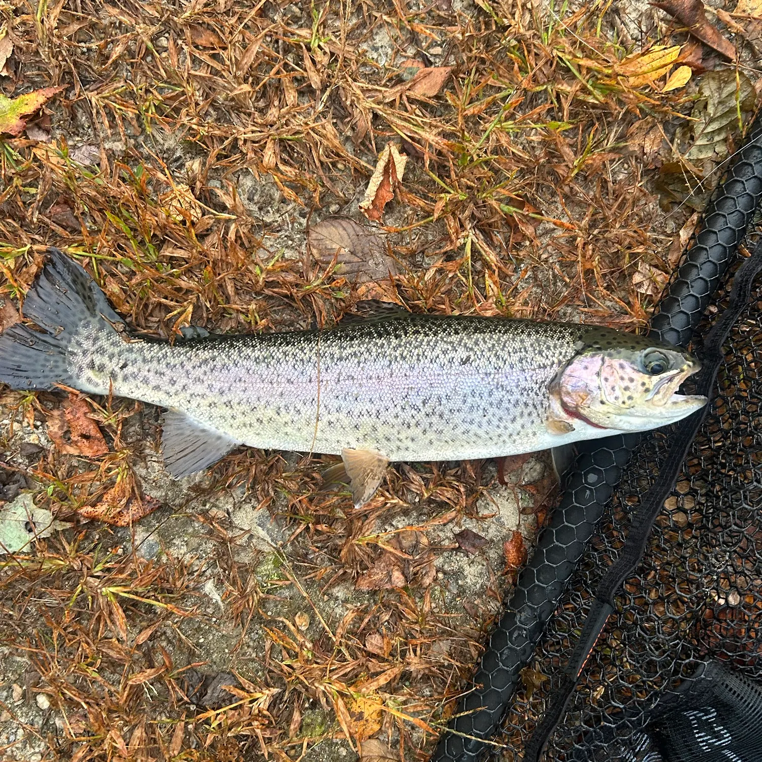 Rainbow trout caught on Fishbrain