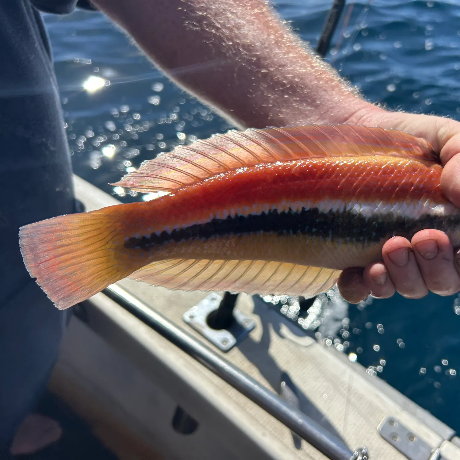 The most recent Maori wrasse catches on Fishbrain