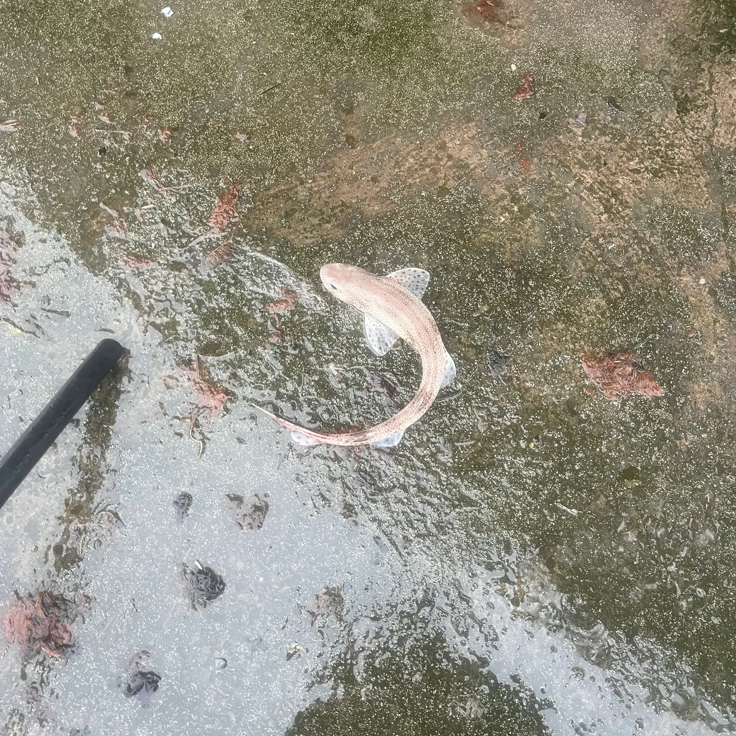 The most recent Lesser spotted dogfish catches on Fishbrain