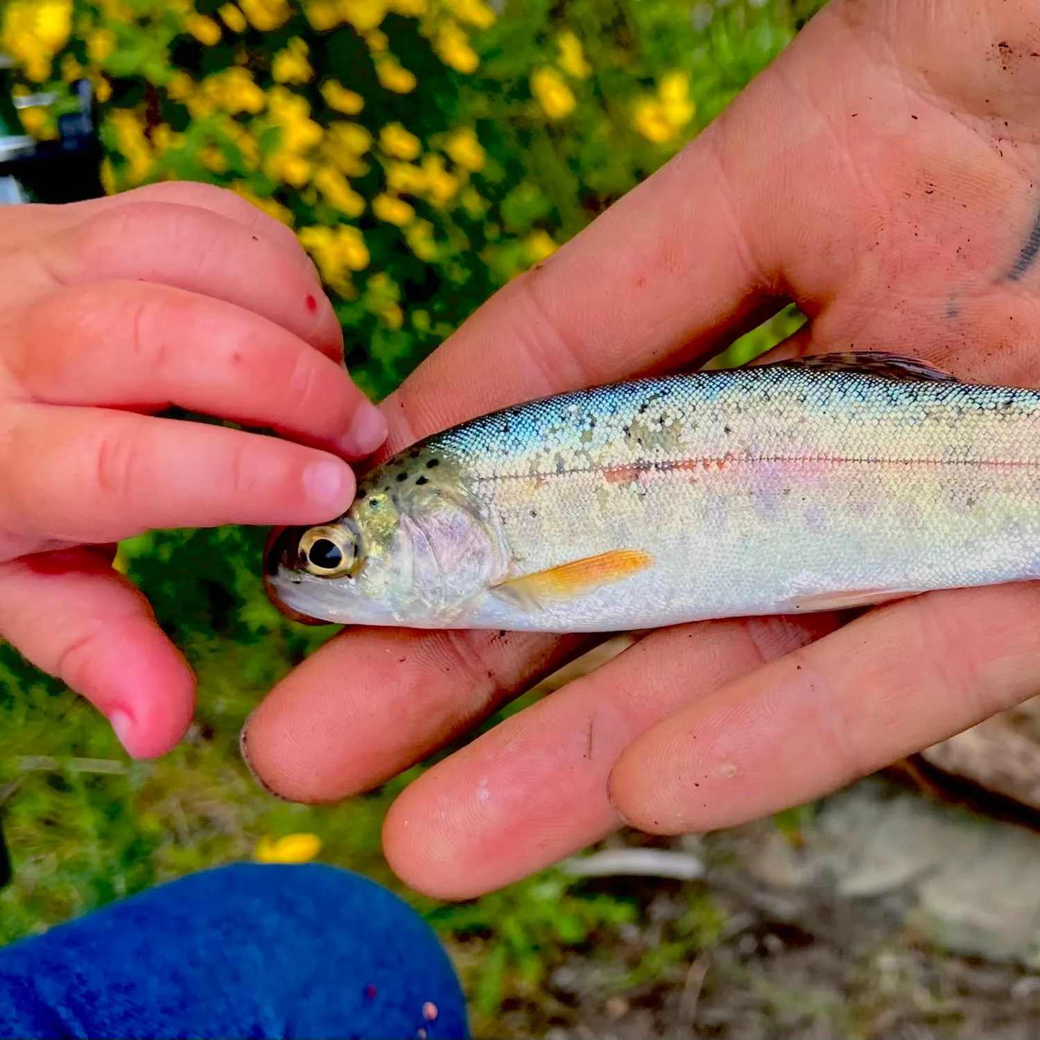 The most recent Amago salmon catches on Fishbrain