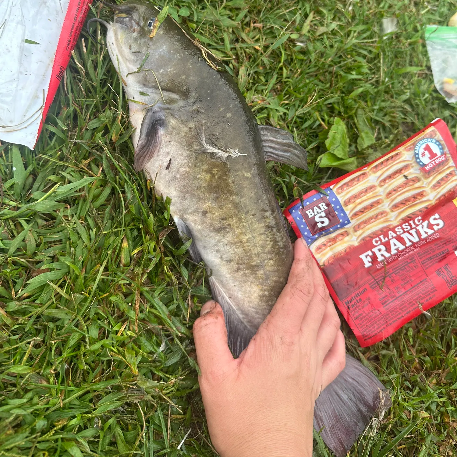 Brown bullhead caught on Fishbrain