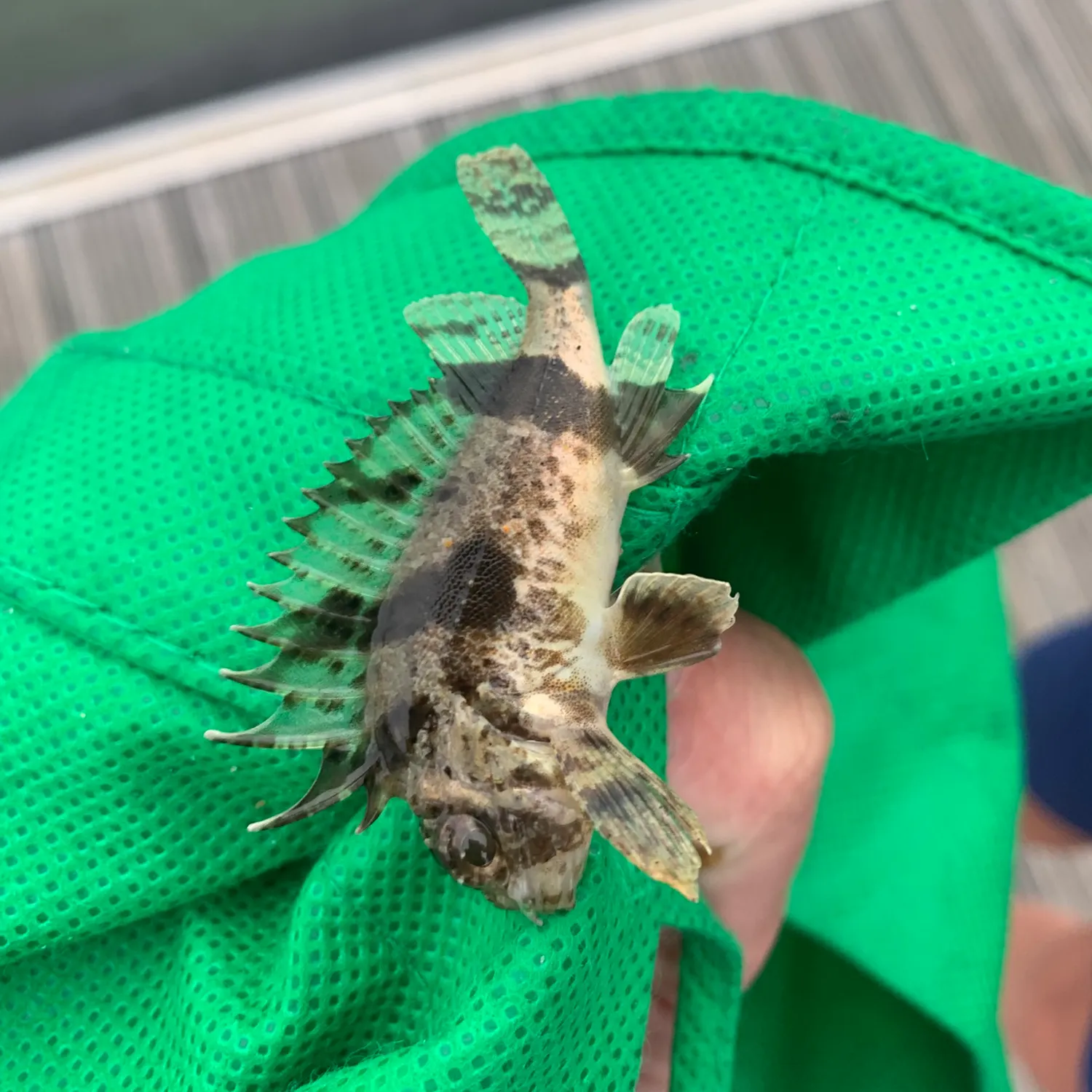 The most recent Eastern red scorpionfish catches on Fishbrain