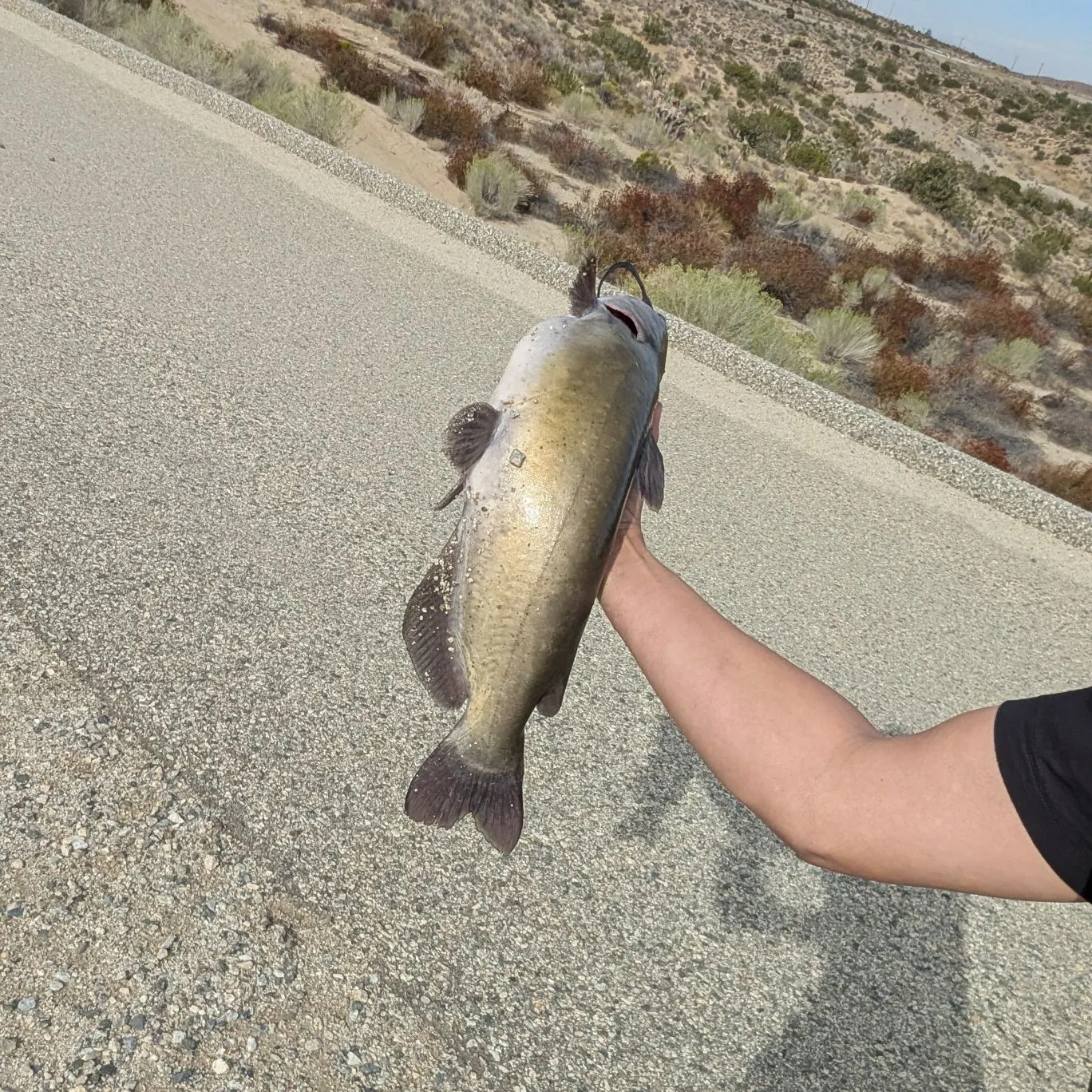 Channel catfish caught on Fishbrain