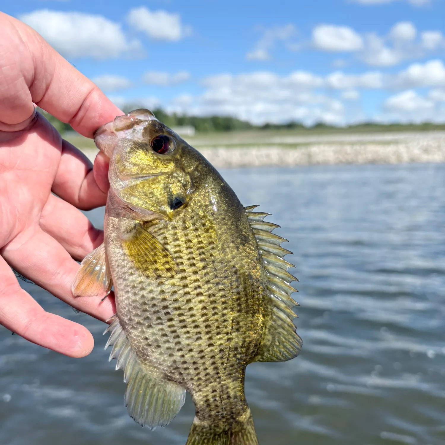 Rock bass caught on Fishbrain