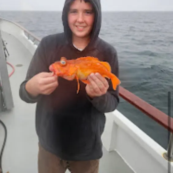 The most recent Cowcod rockfish catches on Fishbrain
