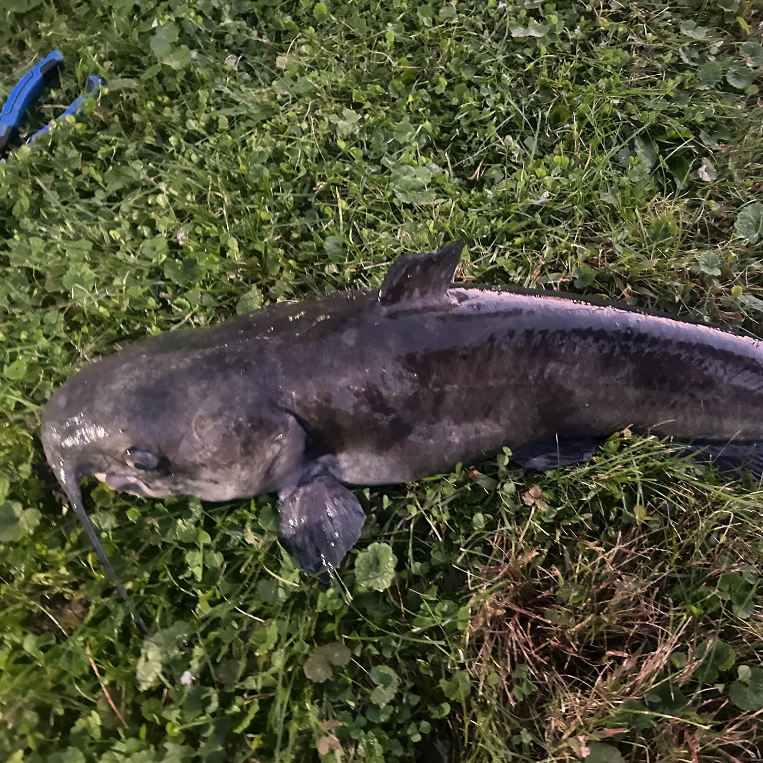 Channel catfish caught on Fishbrain