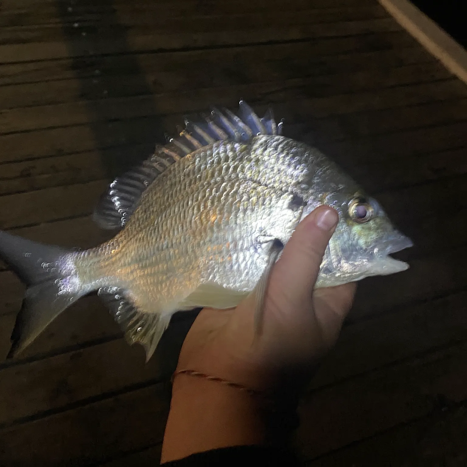 The most recent Surf bream catches on Fishbrain