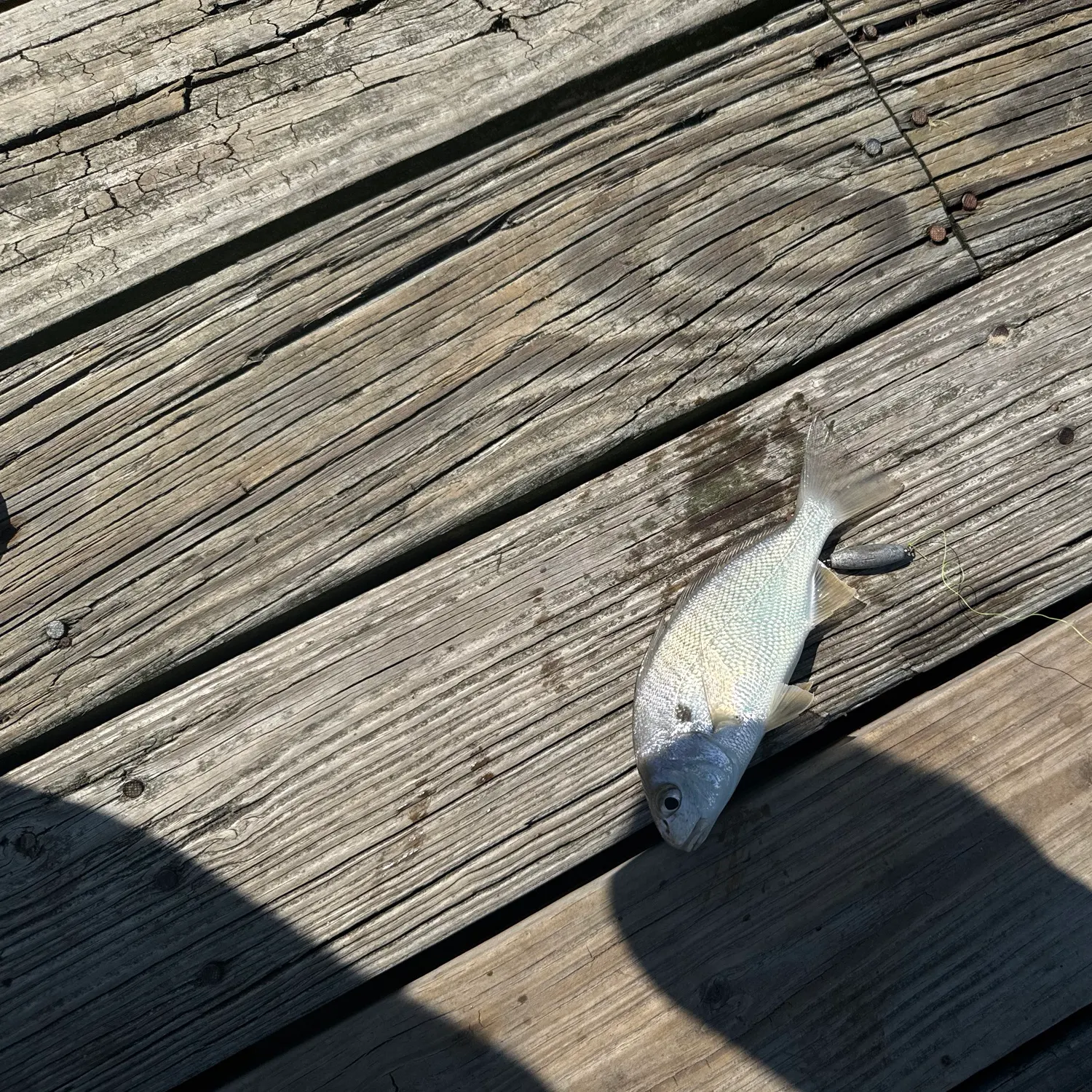 Spot croaker caught on Fishbrain