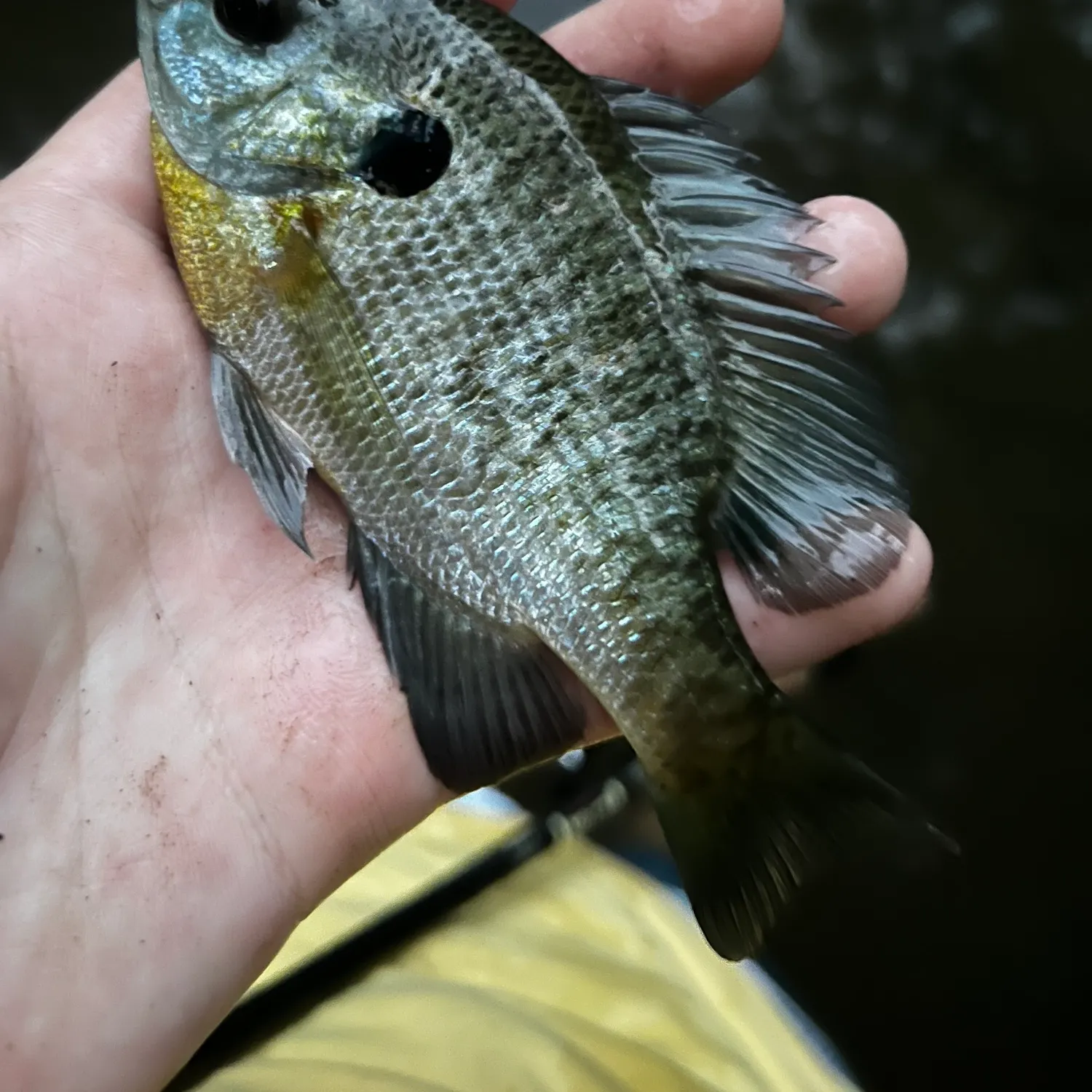 Bluegill caught on Fishbrain