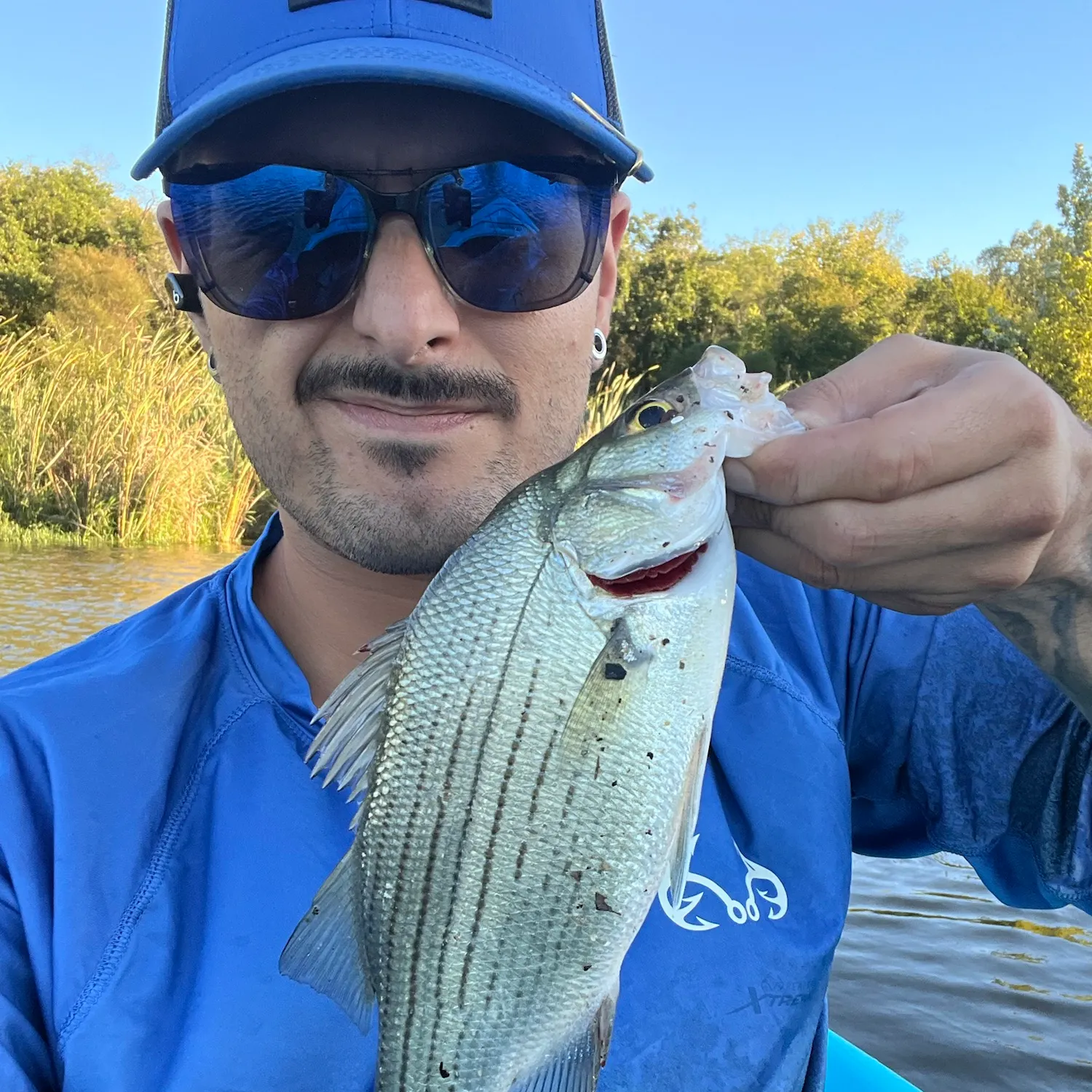 White bass caught on Fishbrain