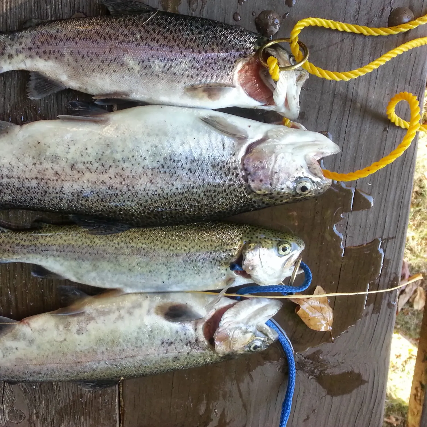 Rainbow trout caught on Fishbrain