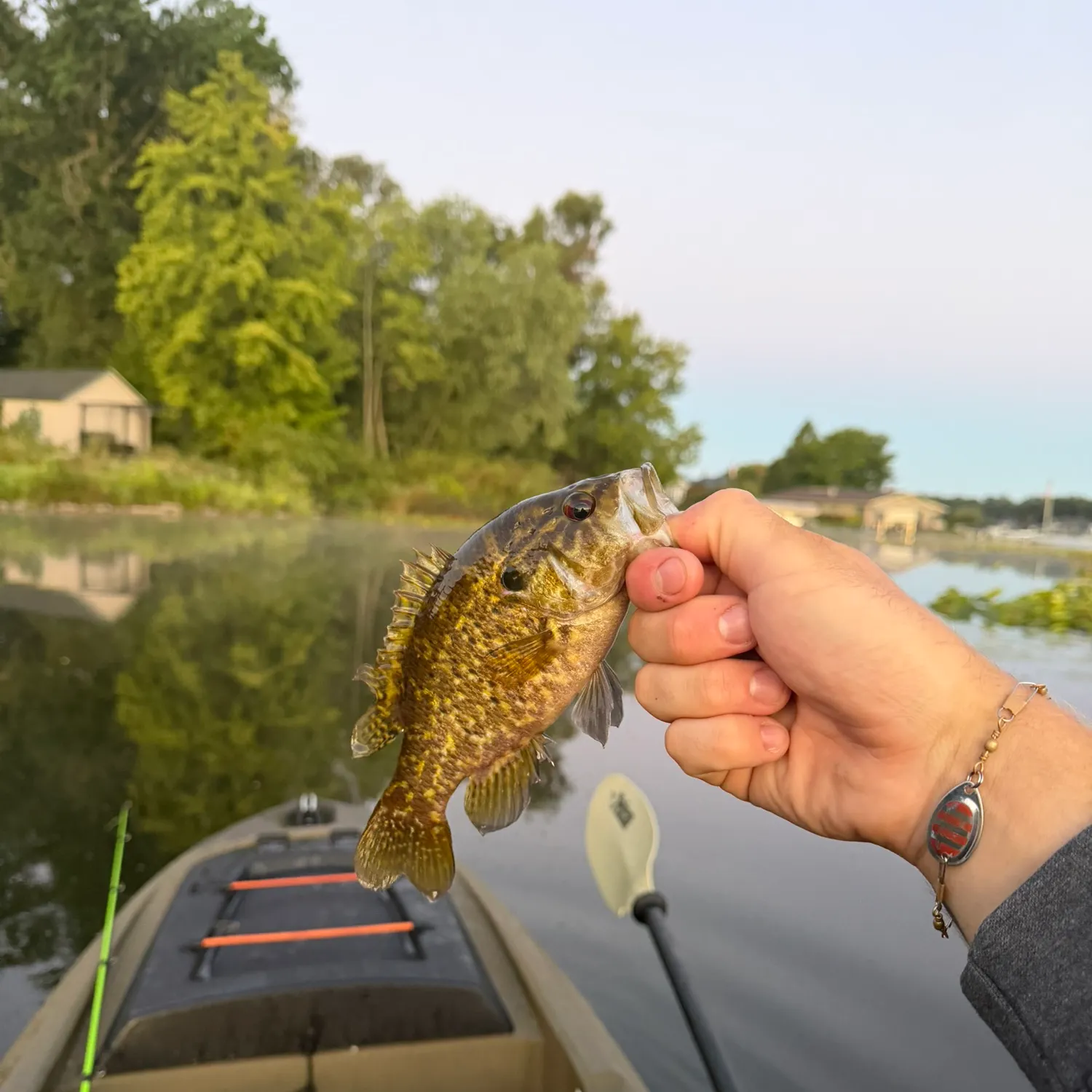 Rock bass caught on Fishbrain
