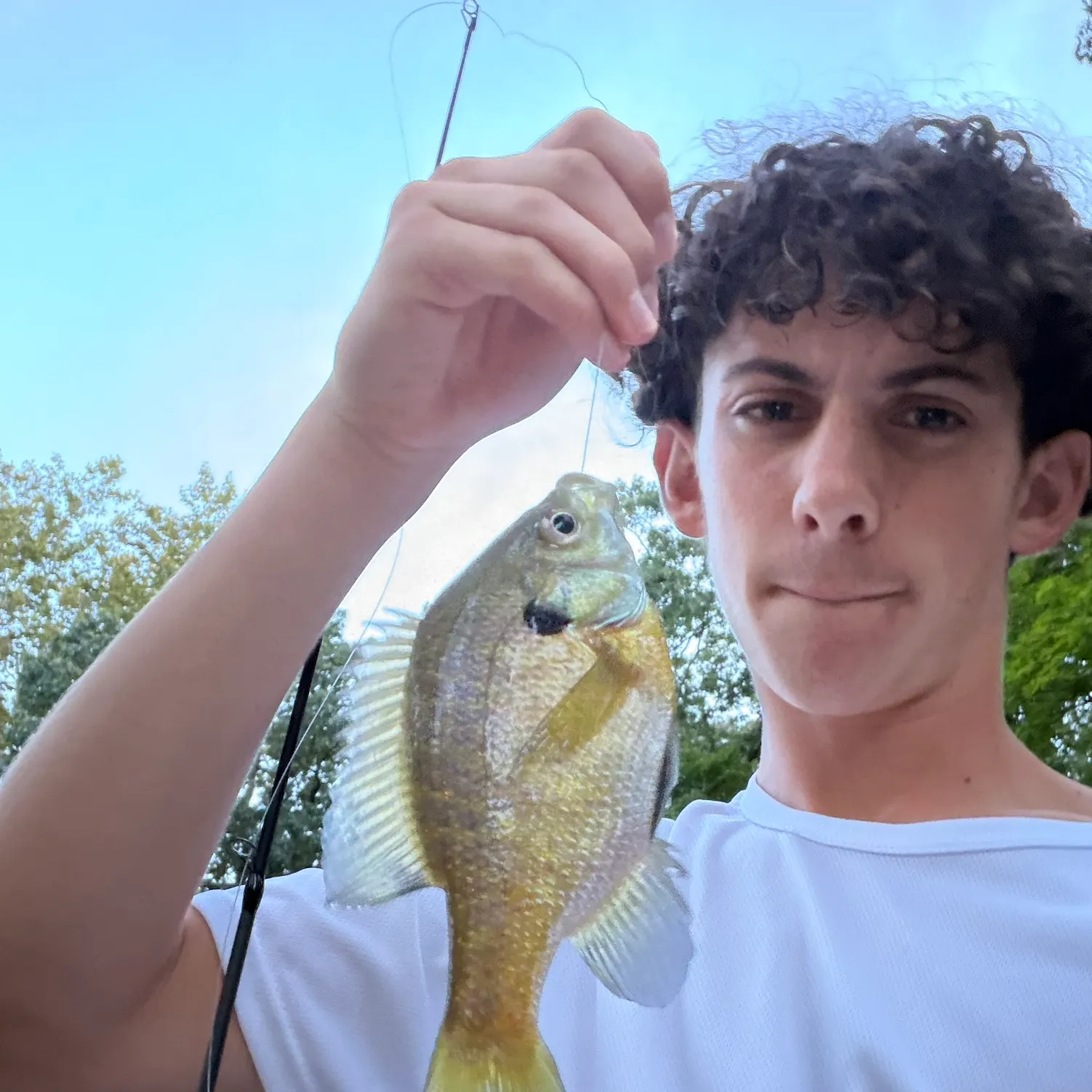 Bluegill caught on Fishbrain