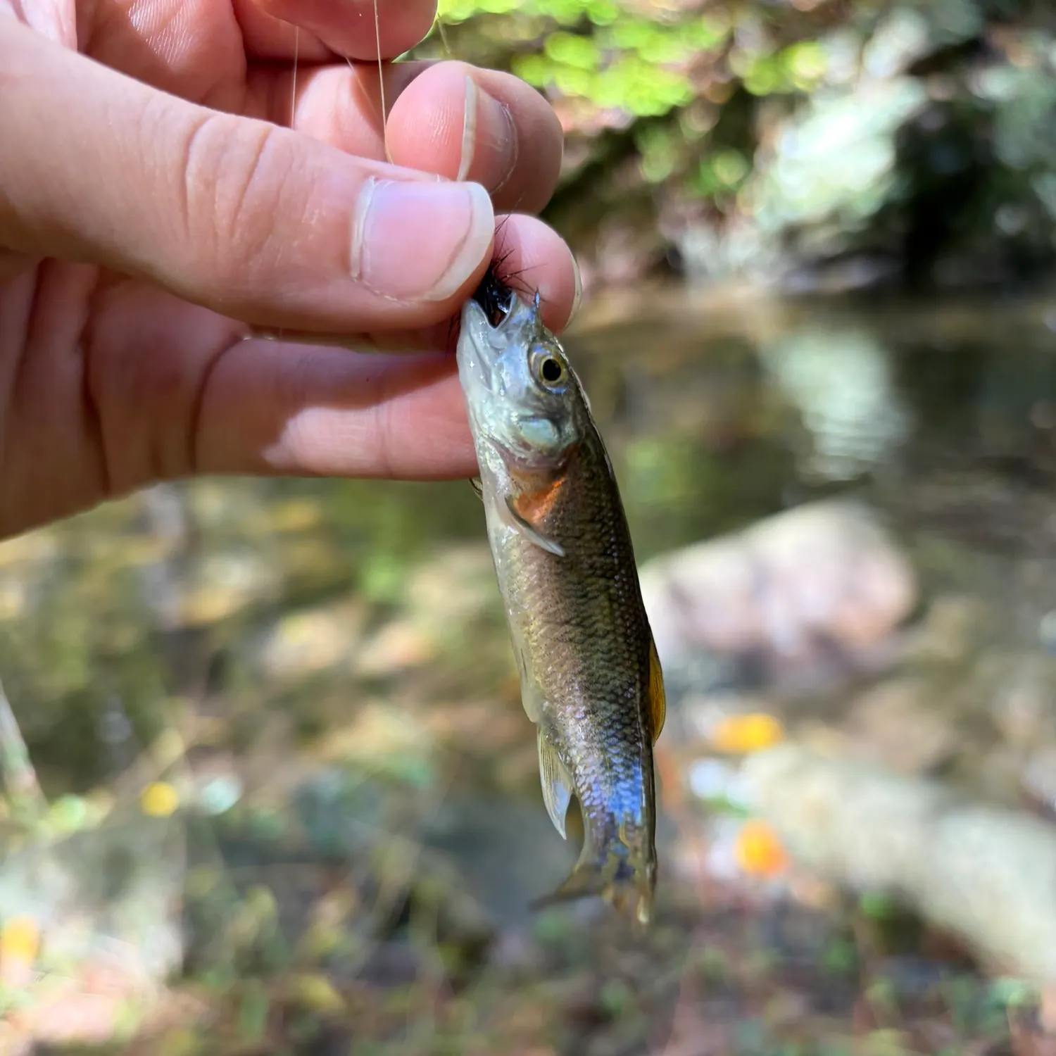 Common shiner caught on Fishbrain