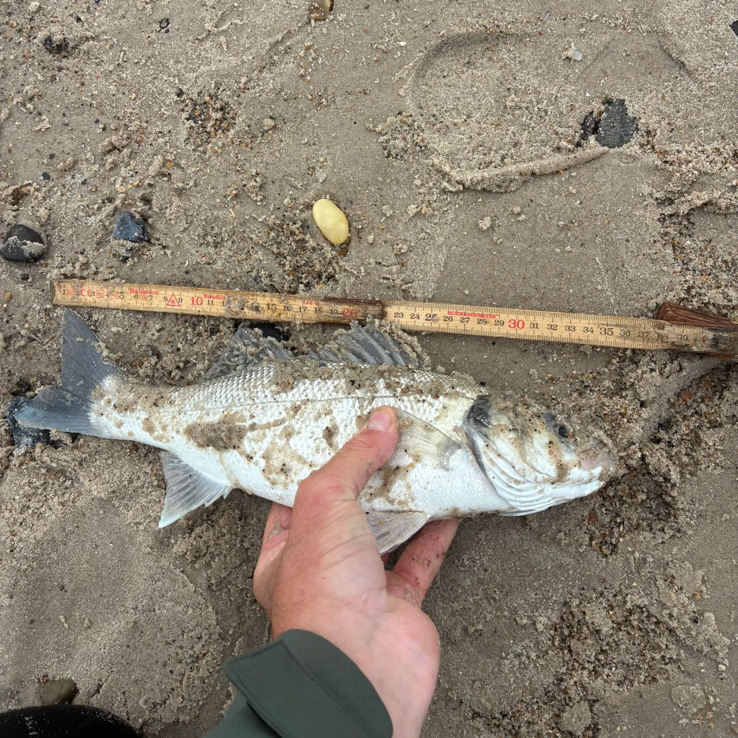 The most recent European seabass catches on Fishbrain