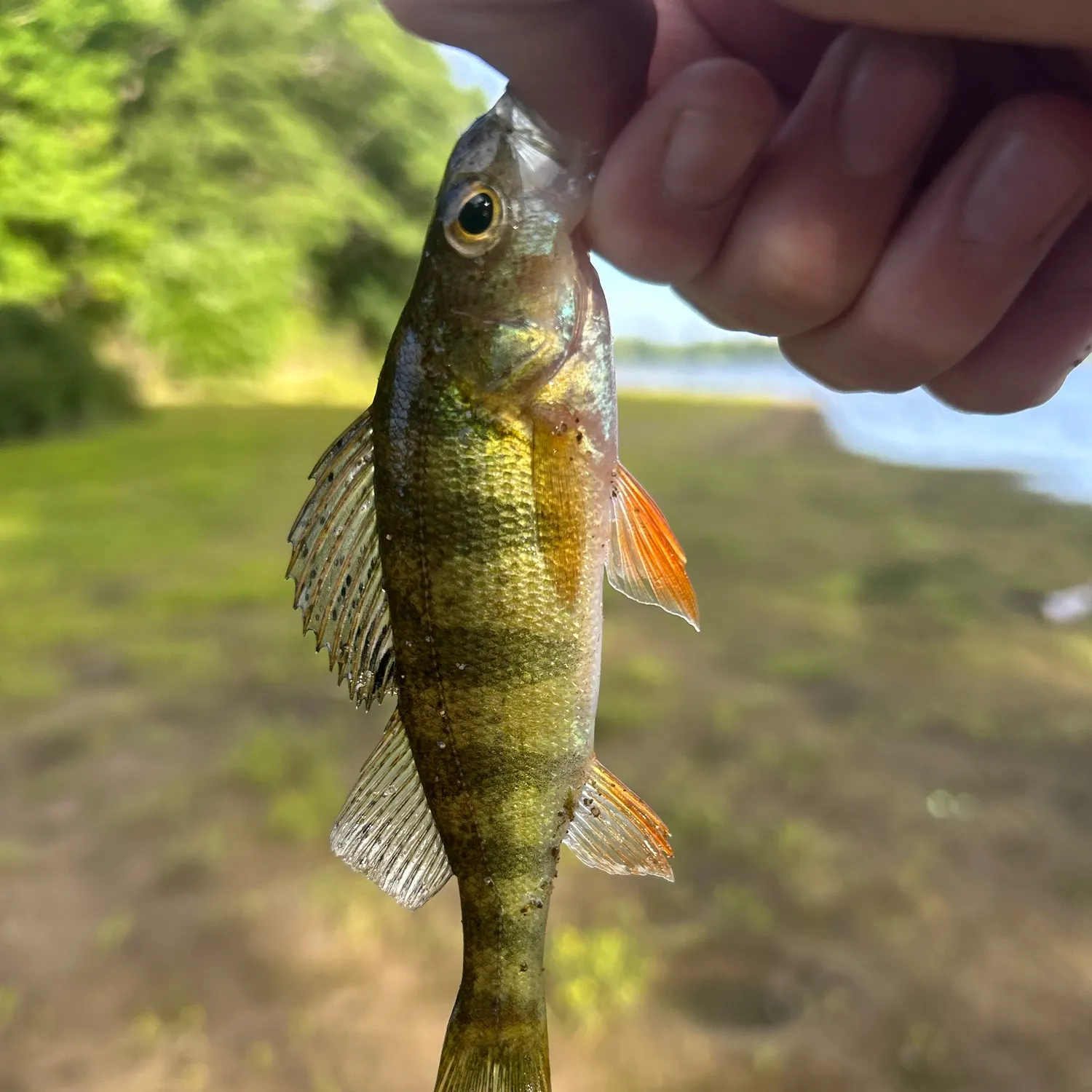 Yellow perch caught on Fishbrain