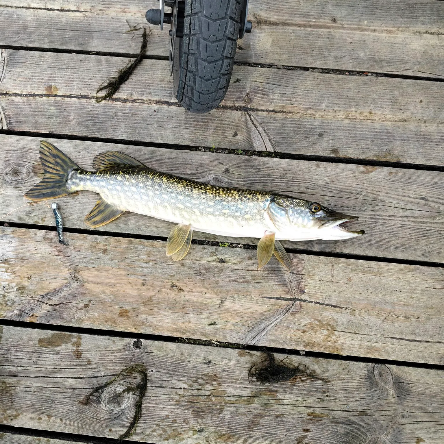 Northern pike caught on Fishbrain