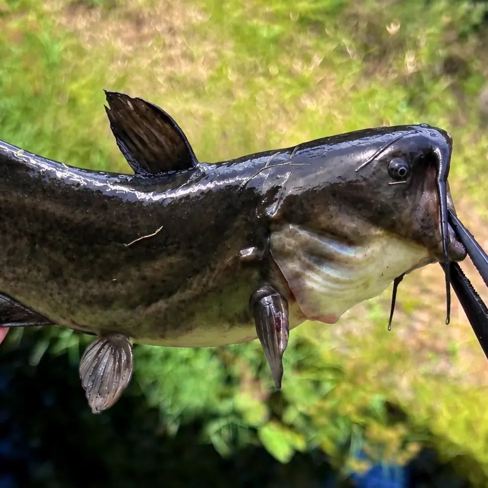 Black bullhead caught on Fishbrain