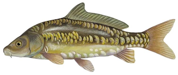 Mirror carp